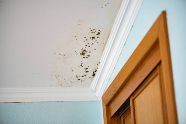 Professional Mold Removal in Murrieta, CA