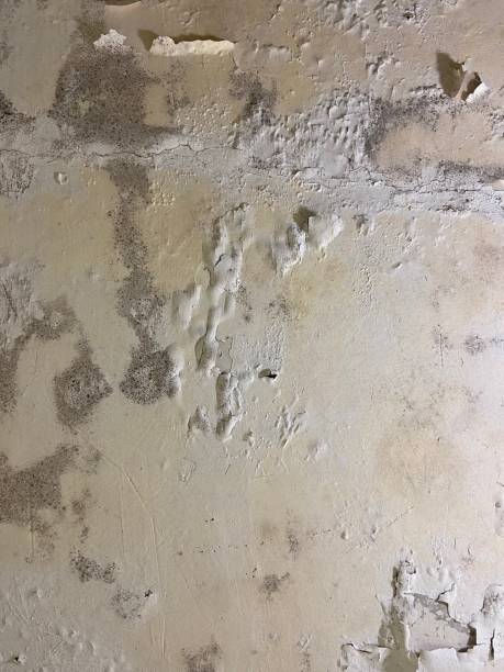 Best Professional Mold Removal  in Murrieta, CA