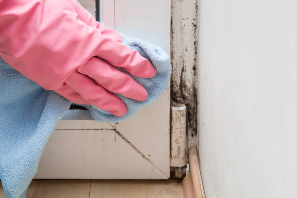 Best Residential Mold Removal  in Murrieta, CA