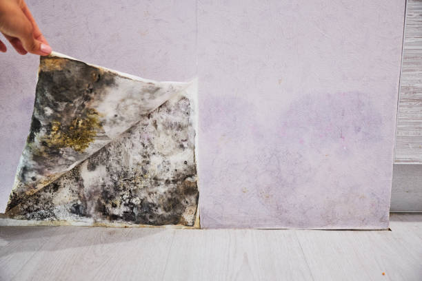 Mold Removal Process in Murrieta, CA